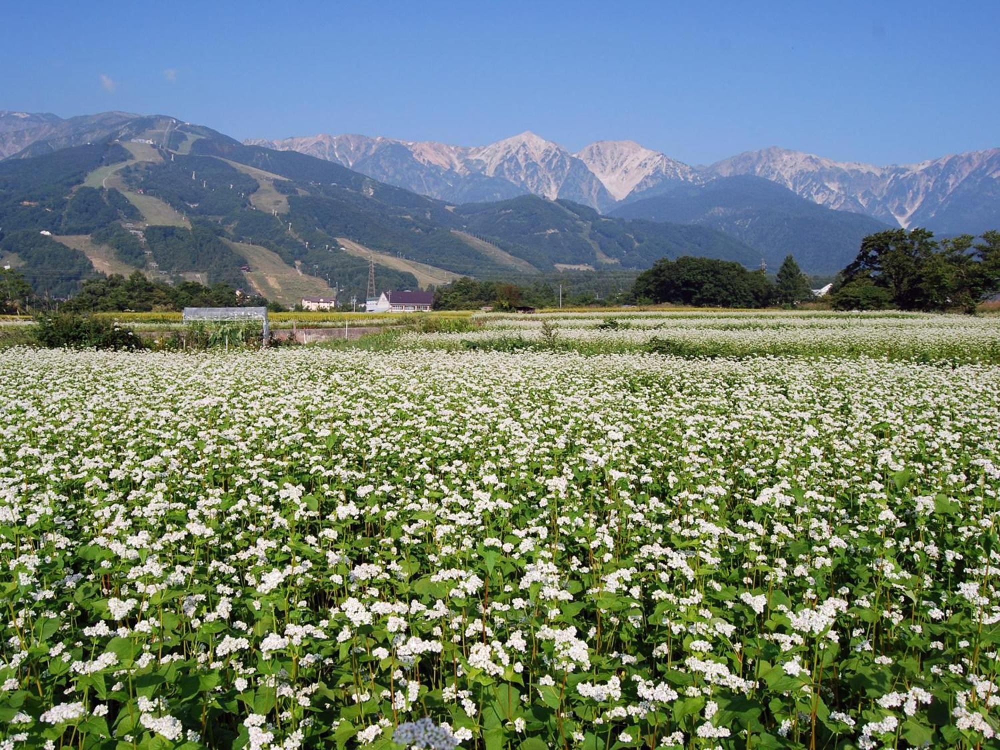 Kudo'S Lodge Hakuba Buitenkant foto